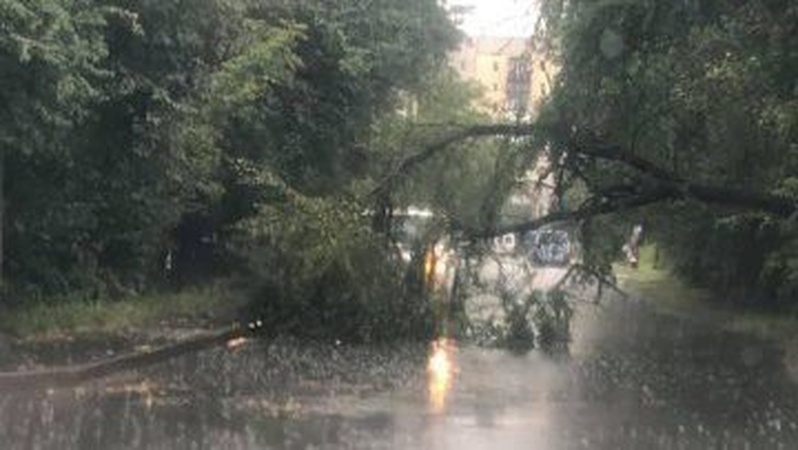 Повалені дерева та затоплені городи: у Ковелі рятувальники боролися із наслідками стихії