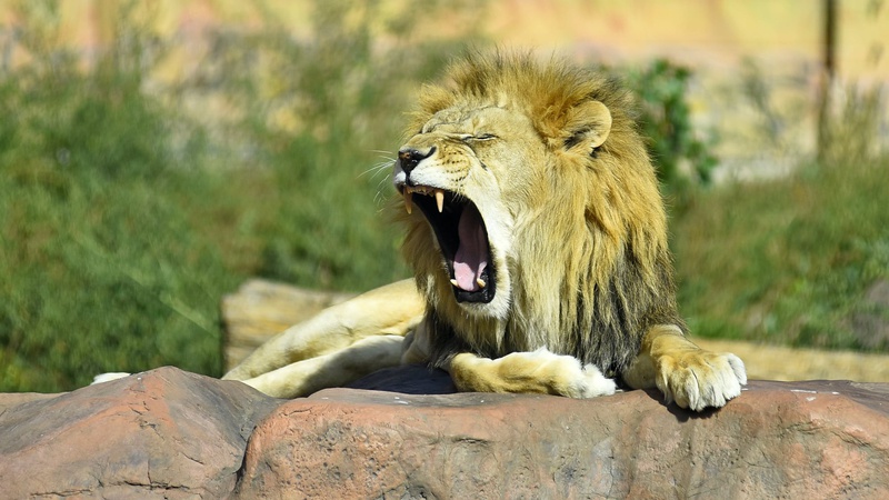 У Луцькому зоопарку помер лев Нік