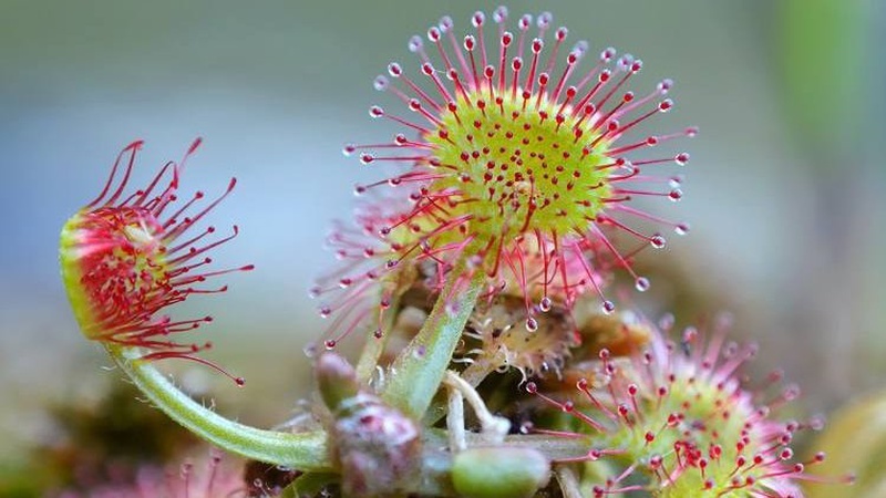 На болотах Шацького нацпарку живе унікальна рослина-хижак