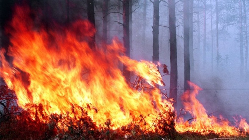 У районі Чорнобильської АЕС горять понад 10 тисяч гектарів лісу