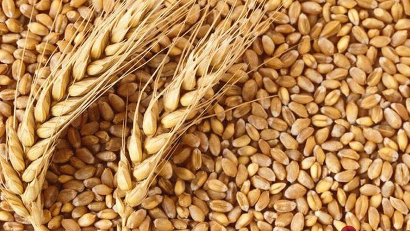 Україна безкоштовно надасть зерно країнам Африки, яким загрожує голод