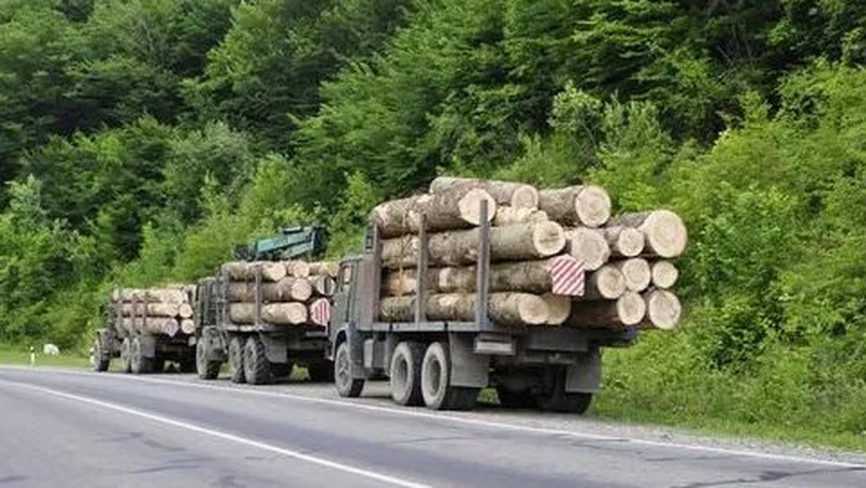 Через екскерівника Шацького національного парку незаконно вирубували ліс