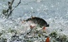 З 1 квітня на водоймах Волині починається нерестова заборона вилову риби