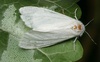Волинь атакує гусінь Американського білого метелика