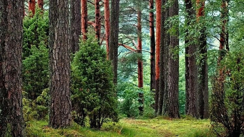 На Волині лісові землі вартістю 46 мільйонів гривень незаконно передали в приватну власність