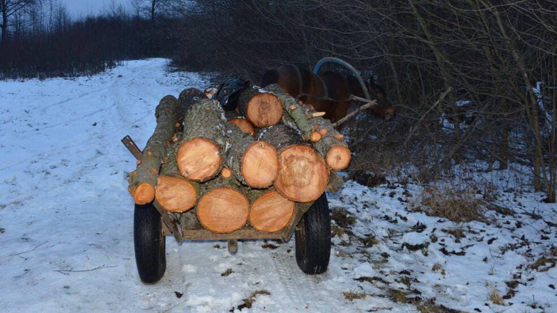 У лісництві на Волині незаконно зрубали 59 сосен