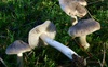 Їли сироїжки і рядівки: на Волині перші в цьому році отруєння грибами
