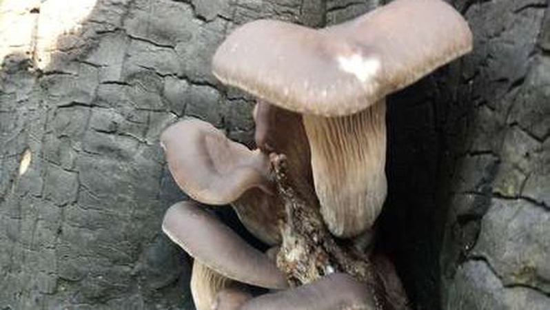 У Луцьку під Новий рік виросли гриби