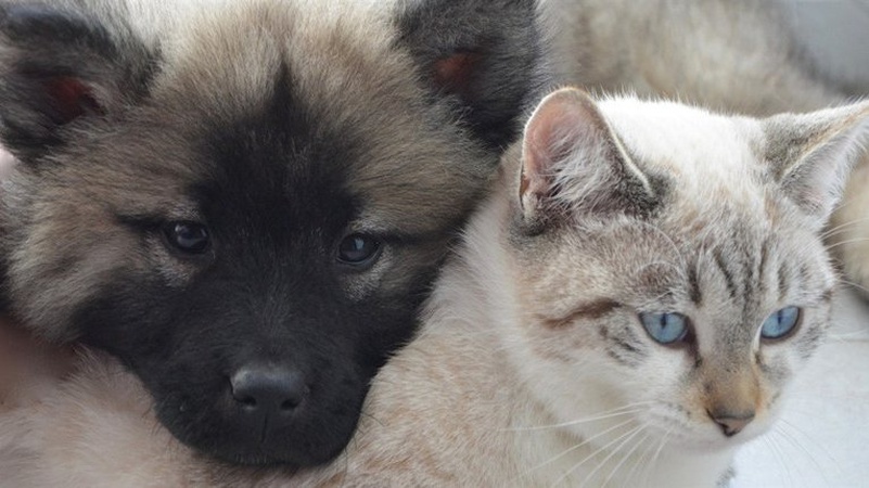 В Україні запустять Єдиний державний реєстр домашніх тварин