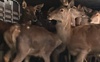 На Волинь через митницю ввезли стадо благородних оленів з Австрії. ФОТО