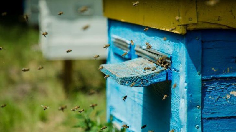 У Луцькій громаді оброблятимуть ріпак: пасічників просять не випускати бджіл