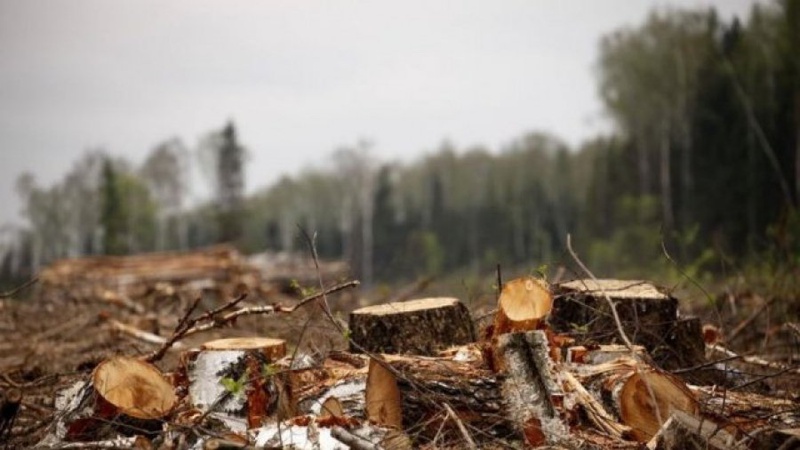 На Волині майстер лісу завдав державі шкоду на понад 400 тисяч гривень