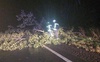 Волинські рятувальники звільнили проїжджу частину від поваленого дерева