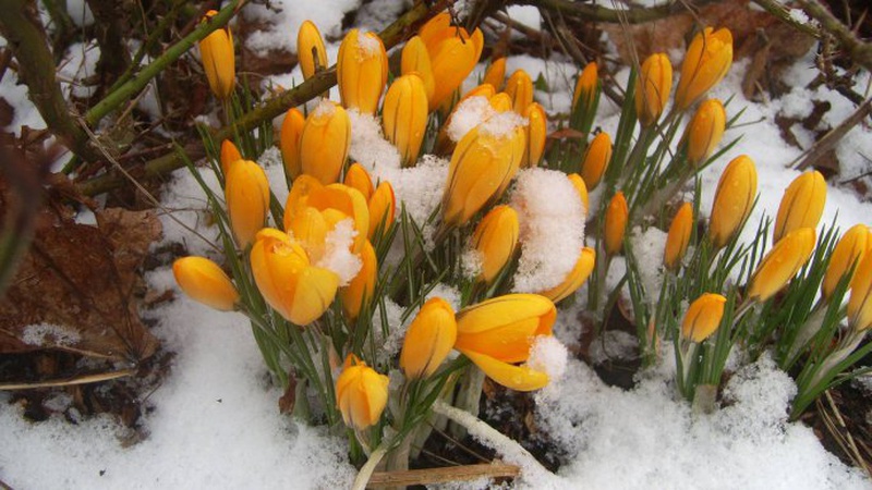 Сніг із дощем і морози вночі: якою буде рання весна на Волині