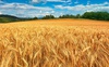 Волинські вчені вивели унікальний сорт пшениці