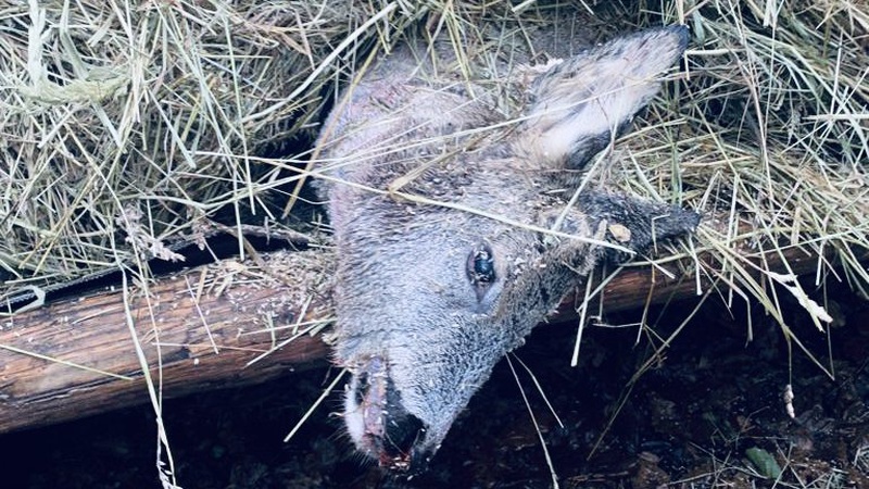 У заказнику на Волині браконьєри вбили козулю