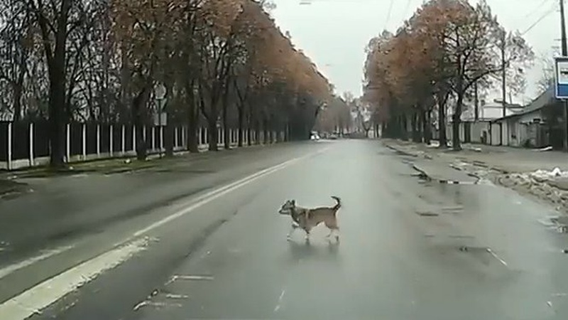 У Луцьку навіть собаки дотримуються ПДР (відео)