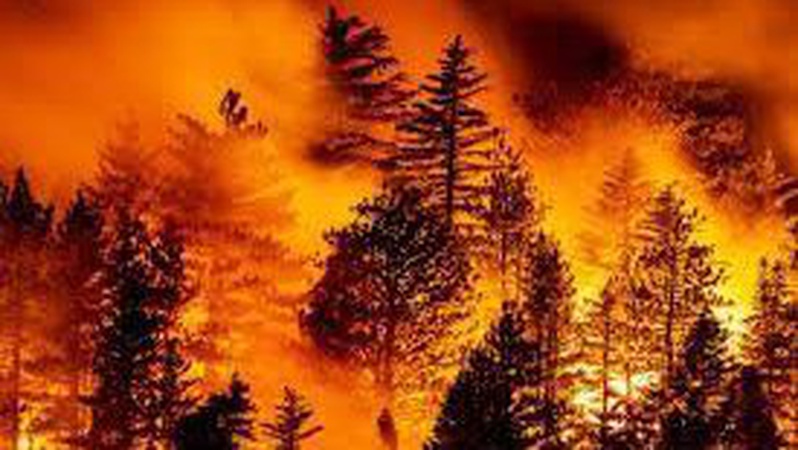 Лісові пожежі в Європі наближаються до рекордного показника