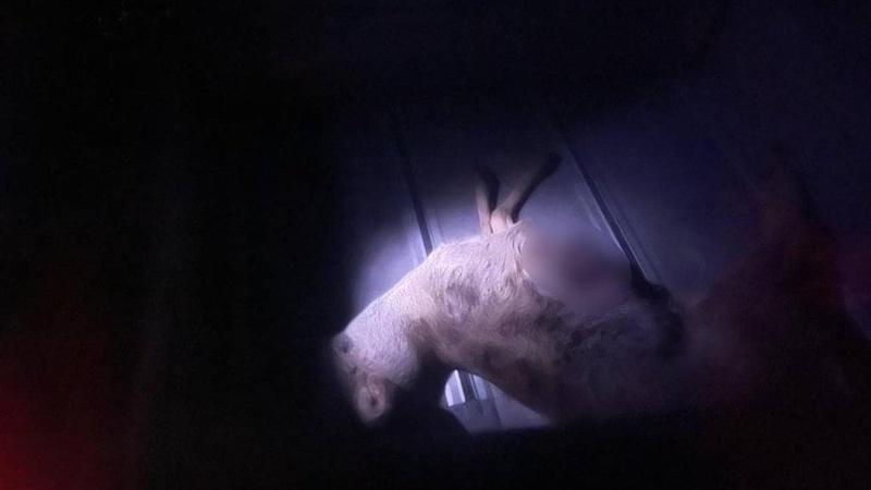 Волинянин в автомобілі перевозив вбиту козулю