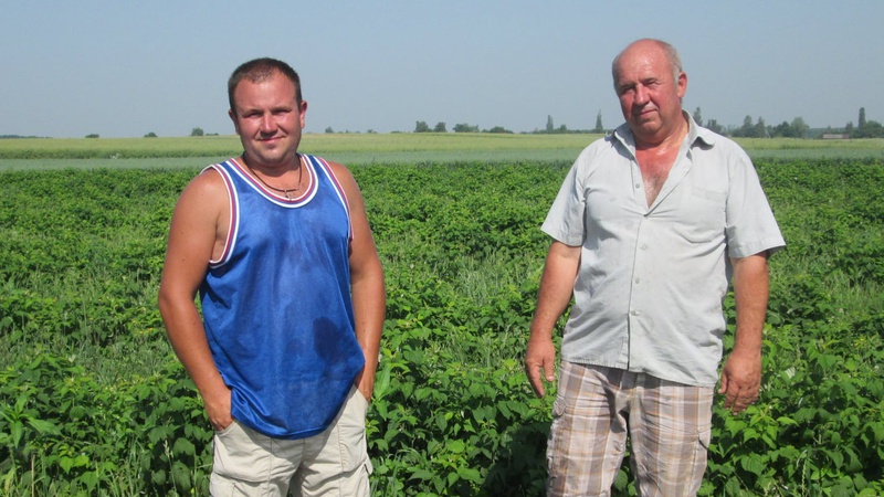 Волинські фермери розповіли, які помідори-сливки найкраще родять в нашому регіоні