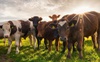 Волинські селяни зможуть отримати державну компенсацію за утримання великої рогатої худоби. ВІДЕО