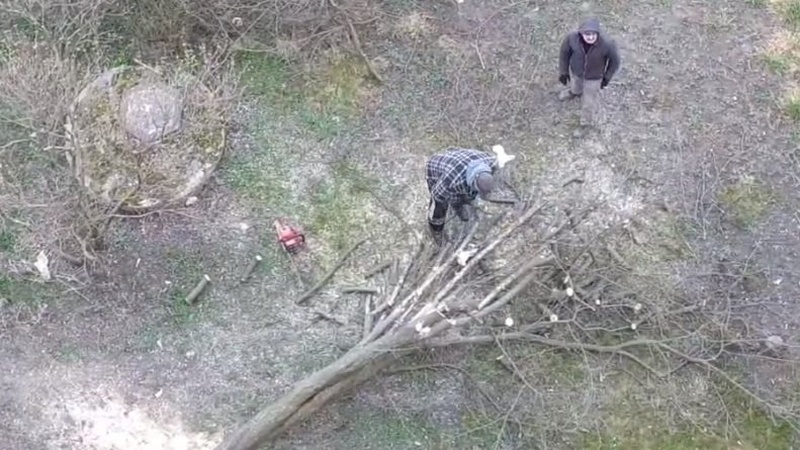 Показали, хто нищить дерева біля багатоповерхівок у Луцьку