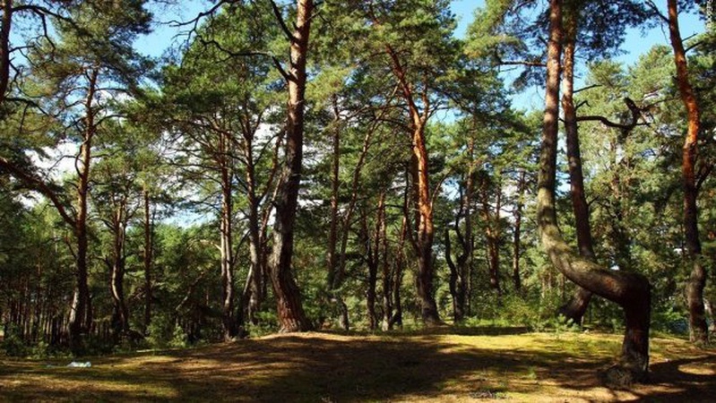Заборона на походи в ліс на Волині діятиме, як мінімум, до кінця червня, – начальник ВОУЛМГ