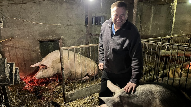 Волинянин вирощує свиней, з яких роблять хамон і мармурові стейки