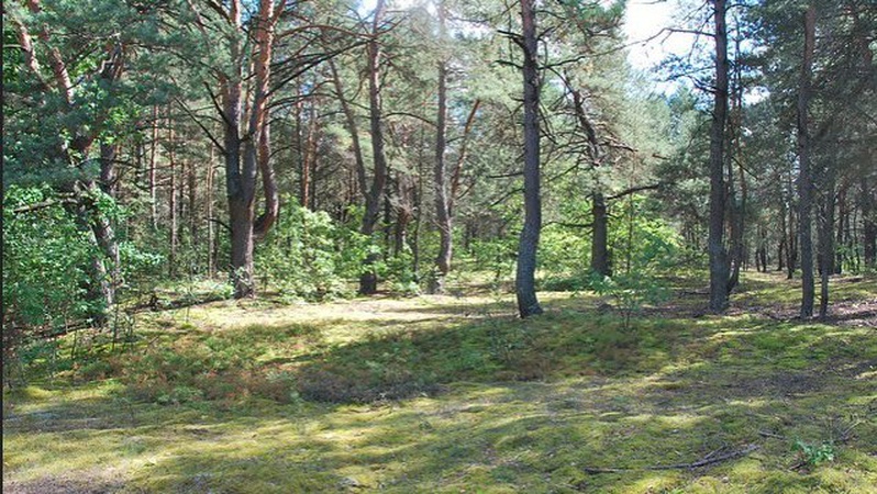 У  громади на Волині відсудили 13 гектарів лісу