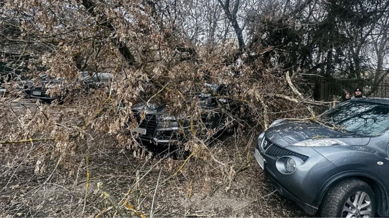 На Волині сильний вітер повалив дерева на автівки. ФОТО