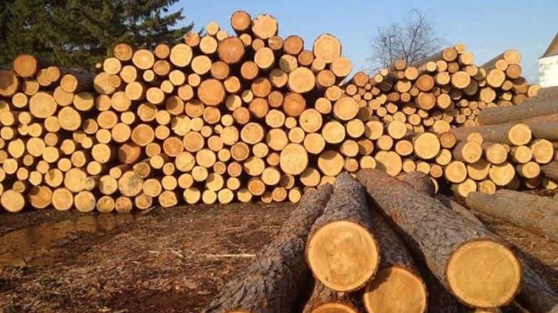 Волинянин незаконно нарубав лісу на 40 тисяч гривень
