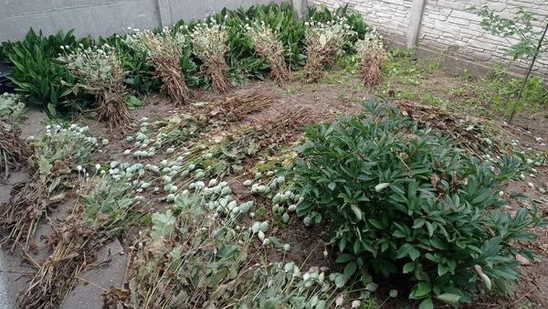 У Луцькому районі селянка виростила 1500 заборонених рослин