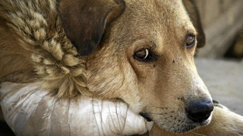 21-річного волинянина засудили за жорстоке вбивство сусідського собаки