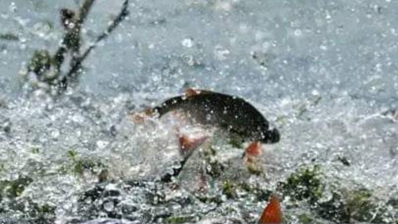 З 1 квітня на водоймах Волині починається нерестова заборона вилову риби