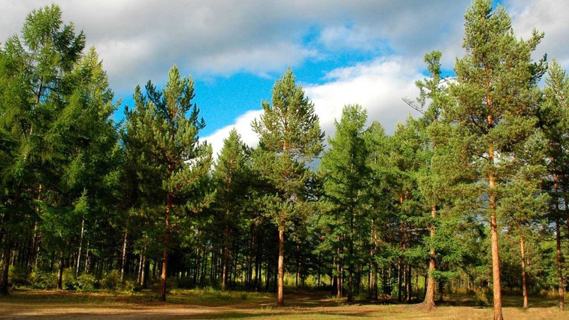 На Волині державі повернули лісовий фонд вартістю понад 11 млн грн