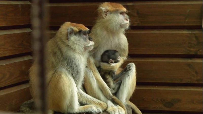 У Луцькому зоопарку народилося мавпеня