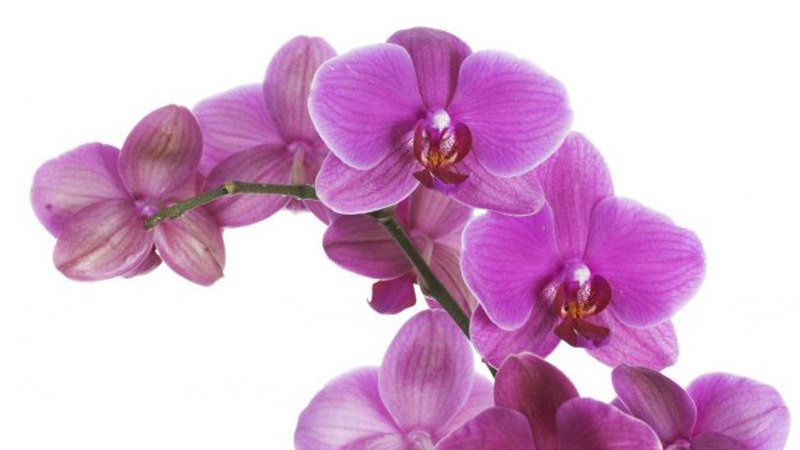 Інформація для тих, хто планує купити орхідеї в букеті*