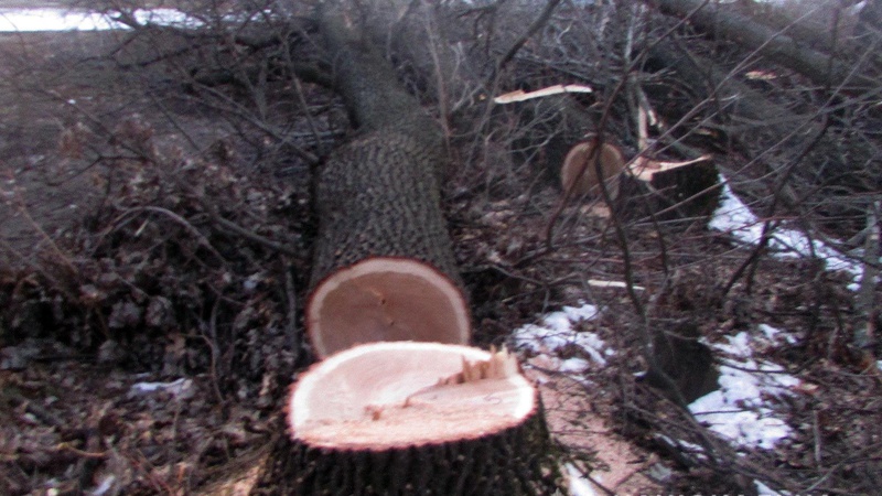 Волинянин за незаконну порубку дерев заплатить понад 74 тисячі гривень