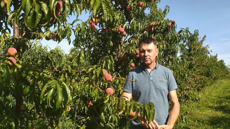 Садівник з Волині передасть триденну виручку з плантації персиків на ЗСУ
