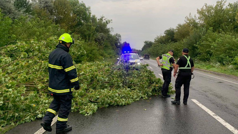 Поблизу Луцька сильний вітер повалив дерево на дорогу