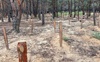 Понад 440 тіл: в Ізюмі виявлено масове поховання