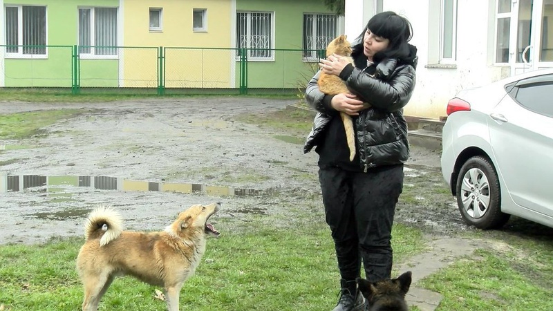 Переселенка з Сєвєродонецька доглядає за бездомними тваринами на Волині
