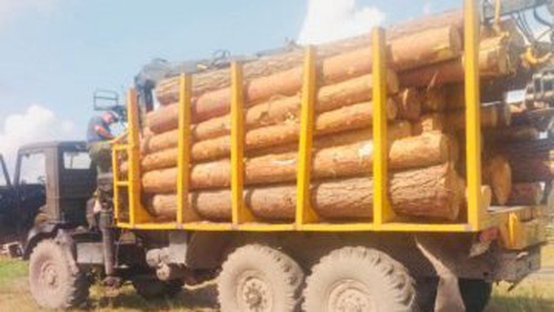 Незаконно зрізали ліс: у селі на Волині на приватній пилорамі виявили лісоматеріали