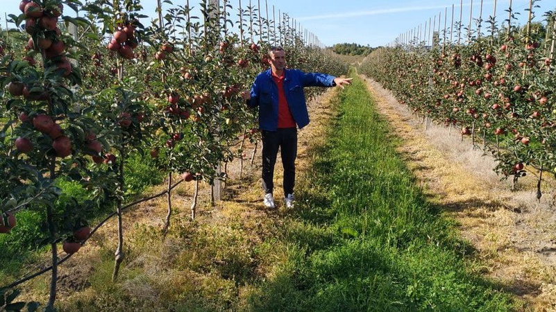 Тисячу гектарів яблук і 250 гектарів малини: на який врожай очікують волинські фермери