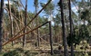 Негода наробила лиха: на Волині буревій пошкодив майже 5 тисяч га лісу