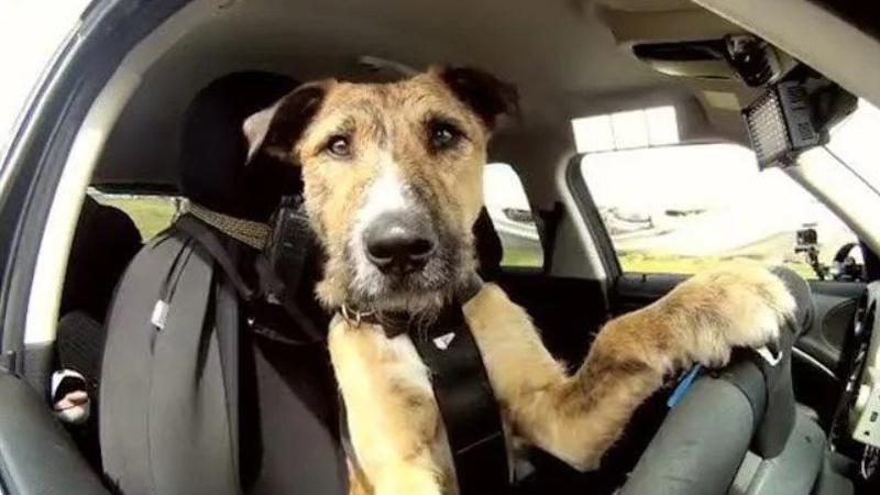 Облюбував чуже авто: рятувальникам довелось діставати зляканого через негоду пса