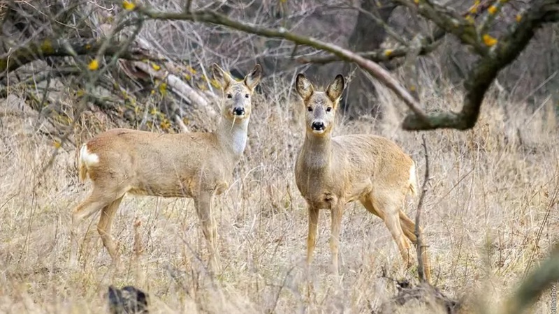 На Волині знайшли вбитого браконьєрами оленя. ФОТО 18+