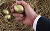 Селищна рада на Волині мала намір закупити «золоті» яйця
