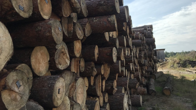 У Луцькому районі судитимуть 32-річного чоловіка за незаконну порубку дерев