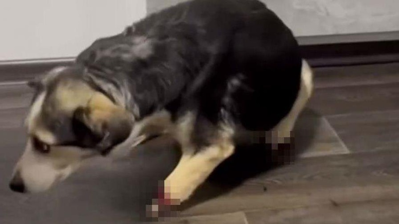 На Ковельщині знайшли собаку з відрубаними кінцівками: що відомо